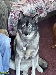 Agouti Husky Looking for Stud AKC registered Listing Image