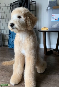Goldendoodle Stud Listing Image