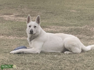 AKC White Shepherd Listing Image