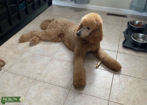 Apricot Royal Poodle for Stud Listing Image