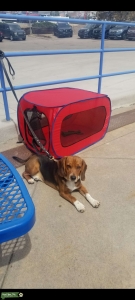 Beagle tri color stud Listing Image