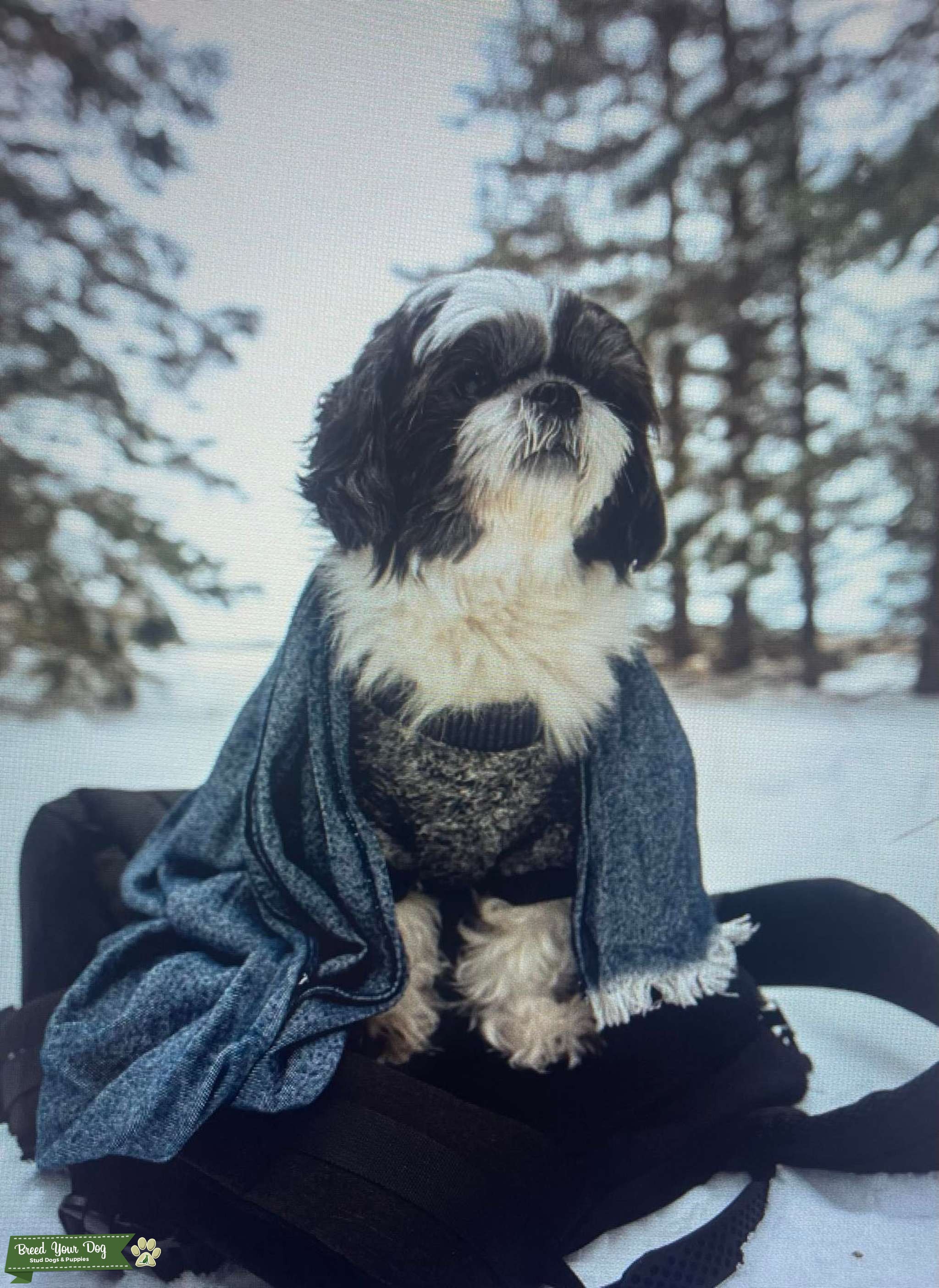 Pure Shih Tzu Looking for a Lovely Mate Stud Dog vancouver Breed