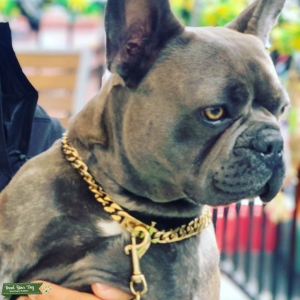 Blue  fawn French bulldog stud Listing Image
