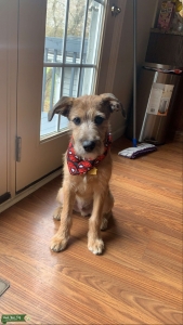 Brown Australian Shepard mix Listing Image