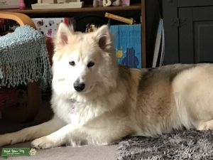 Beautiful Malamute in need of a stud  Listing Image