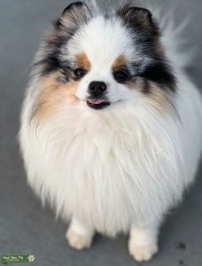 Blue Merle pom  Listing Image