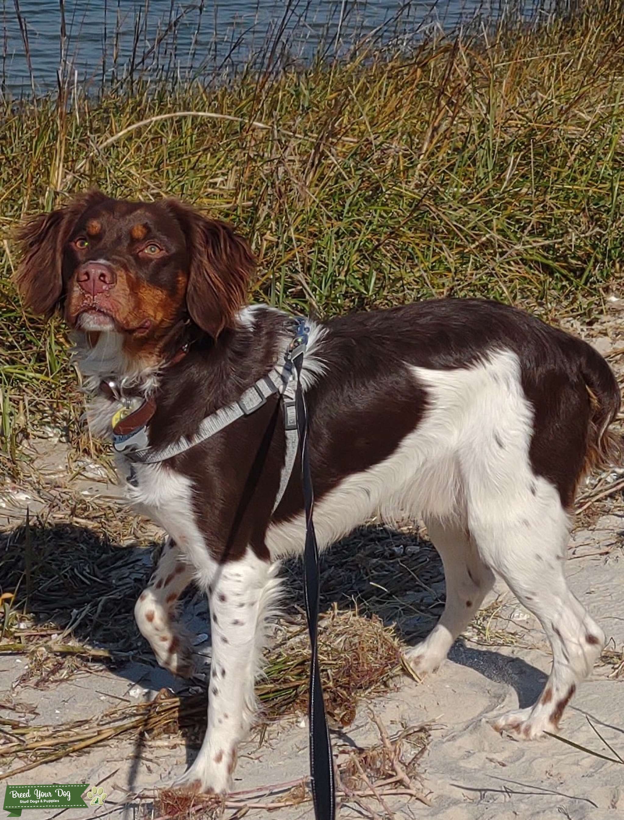Tri color Male Brittany For Sire Stud Dog South Carolina SC Breed Your Dog