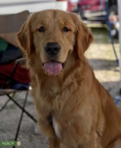 Stud Golden Retriever   Listing Image