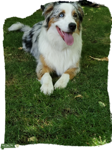 Australian Shepherd Blue Merle Listing Image