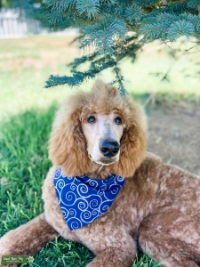 Red Standard Poodle Stud Listing Image