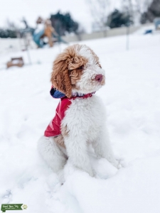 Red and White Standard Parti Poodle Stud Listing Image
