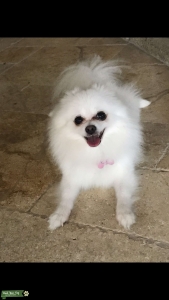 A pure white Pomeranian Looking a white Pomeranian Male stud. Listing Image
