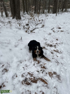 Beautiful AKC Bernese Mountain Dog Listing Image