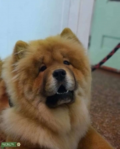 Stud Chow Chow Listing Image
