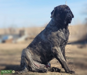 Champion Lineage Proven Brindle Stud Listing Image