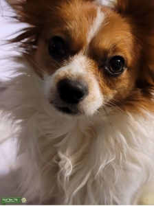 Happy Papillion dog wants to be a dad!  Listing Image