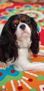 Sweet girl Listing Image