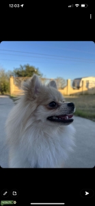AKC Adorable Pomeranian  Listing Image