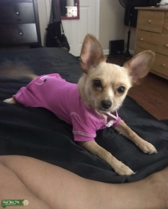 Beautiful Blonde/Fawn Chi Listing Image