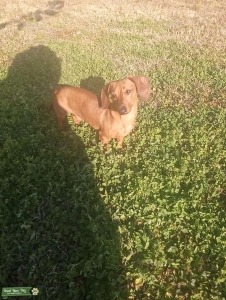 akc red miniature dachshund  Listing Image