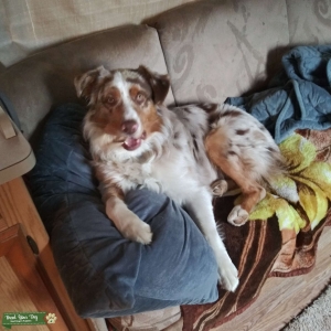 male  Red merle Austrailian Shepherd Listing Image