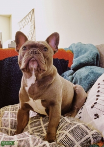 Blue French Bulldog Listing Image