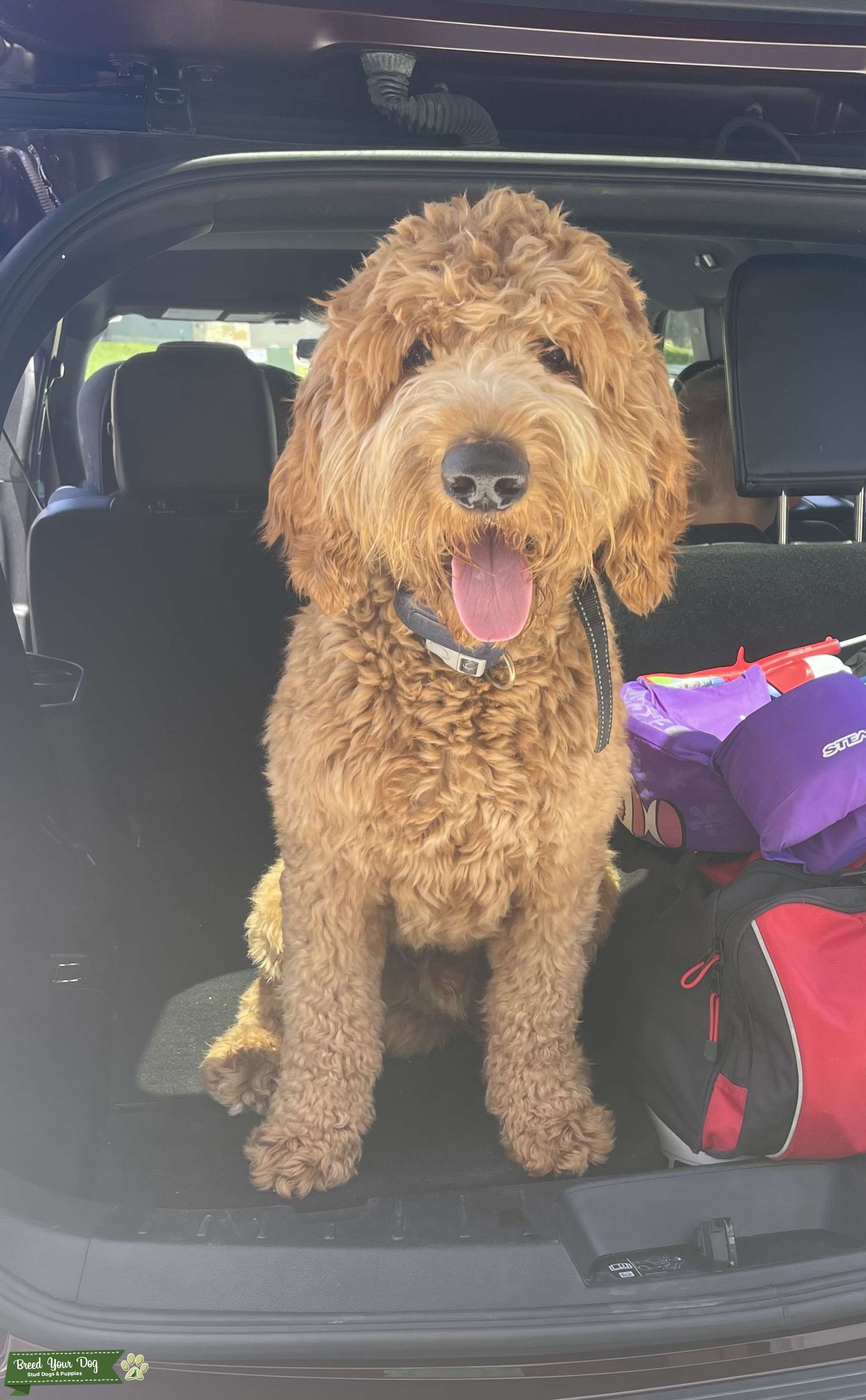 F1 Standard Goldendoodle *PROVEN STUD* Stud Dog in New Braunfels, TX