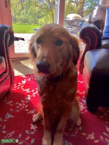Golden Retriever  Listing Image