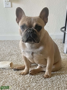 French Bulldog Fawn w/ Black Mask Listing Image