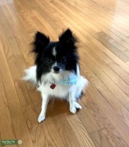 Black/White Pomeranian/American Eskimo Listing Image