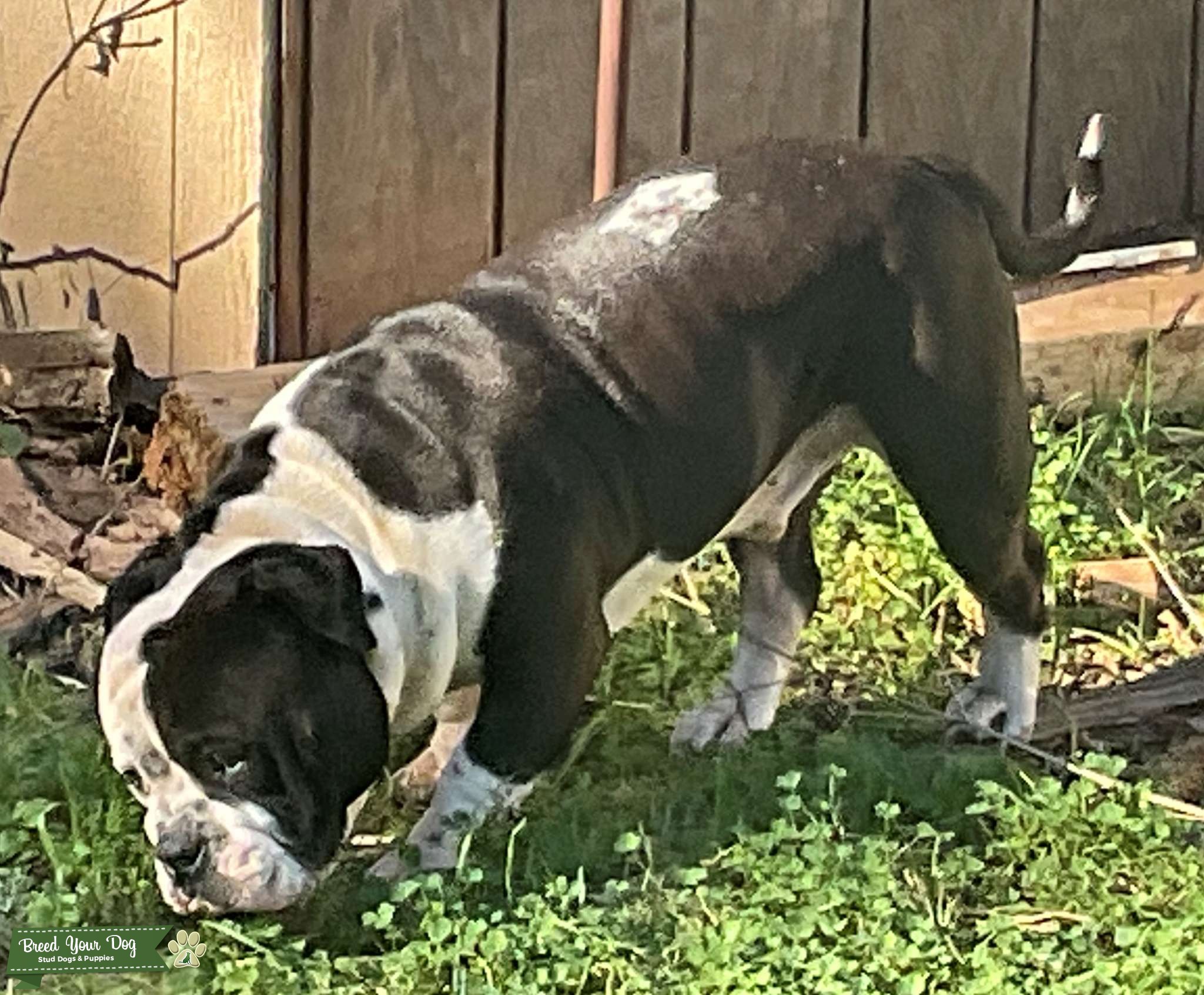 Black and White half English half American Bull Dog Stud Dog Northern California, USA Breed