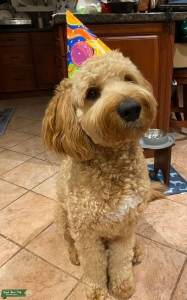 Proven Handsome Goldendoodle Stud Listing Image