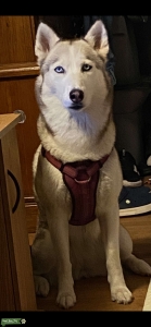 Siberian Husky Listing Image