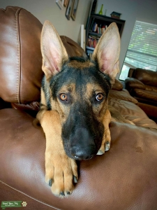 AKC German Shepherd  Listing Image