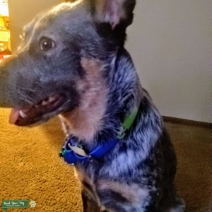 Mix color blue heeler pure breed Listing Image