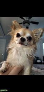 Tiny Long Haired Chihuahua Stud Listing Image