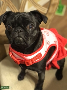 Black Pug Listing Image