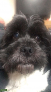 Stud dog Listing Image