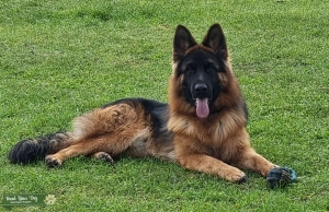 German shepherd long hair for stad  Listing Image