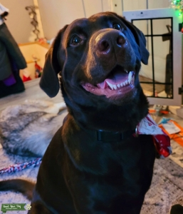 Dark Chocolate Labrador  Listing Image