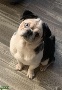 Panda pug stud  Listing Image