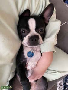 Pure Bread Boston Terrier  Listing Image