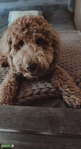 Goldendoodle Stud (Medium) Listing Image