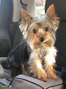 Pure Bred Male Yorkie looking for a Girlfriend Listing Image
