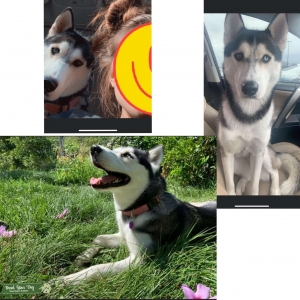AKC female Siberian Husky  Listing Image