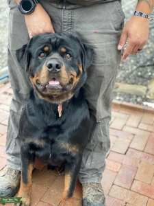 German AKC Blockhead Rottweiler  Listing Image