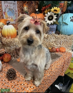 Female yorkie looking for stud Listing Image