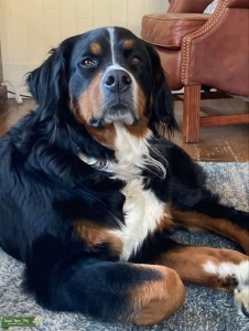 Bernese Mountain Dog Female in search of her perfect stud Listing Image