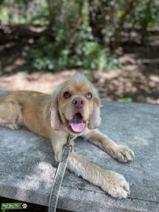 AKC Cocker Spaniel Stud Listing Image