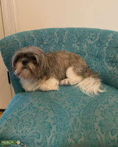 Brindle Shih Tzu Stud Listing Image